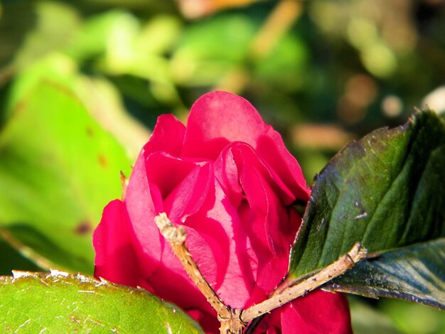 Close-up of pink flower blooming outdoors