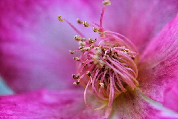 Close-up of pink flower blooming outdoors