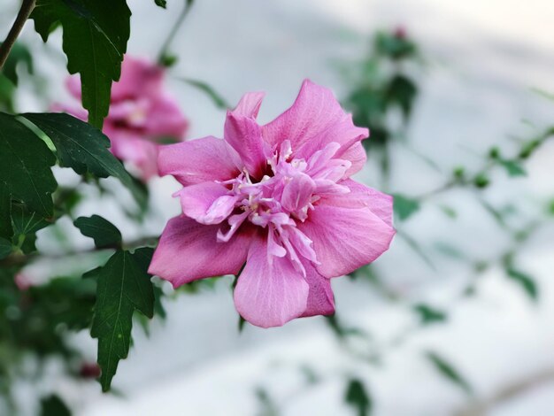 Foto close-up di un fiore rosa in fiore all'aperto