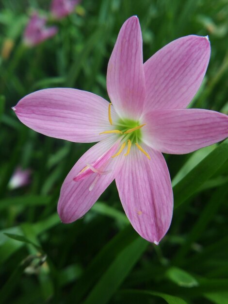 Close-up of pink flower blooming outdoors