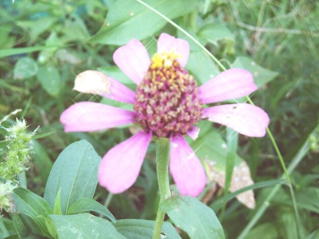 Close-up of pink flower blooming outdoors