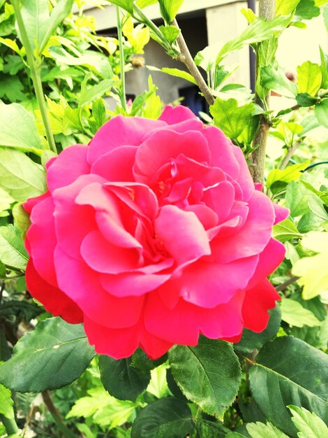 Close-up of pink flower blooming outdoors