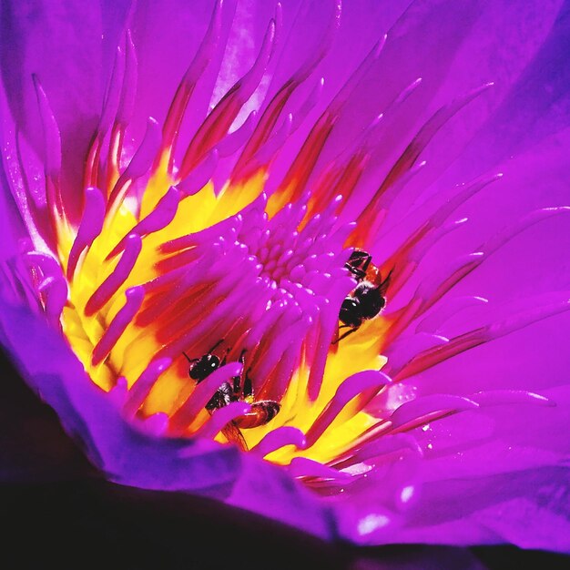 Close-up of pink flower blooming outdoors