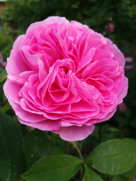 Foto close-up di un fiore rosa in fiore all'aperto