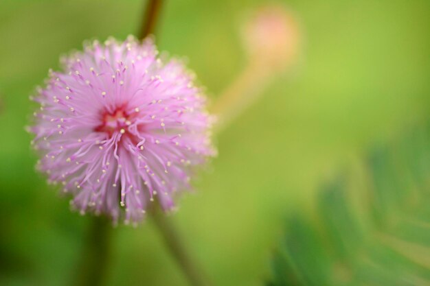 Close-up of pink flower blooming outdoors