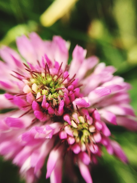 Foto close-up di un fiore rosa che fiorisce in un parco