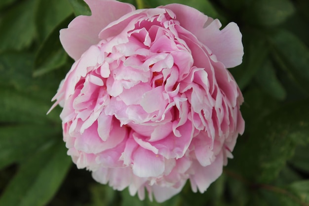 公園でいているピンクの花のクローズアップ
