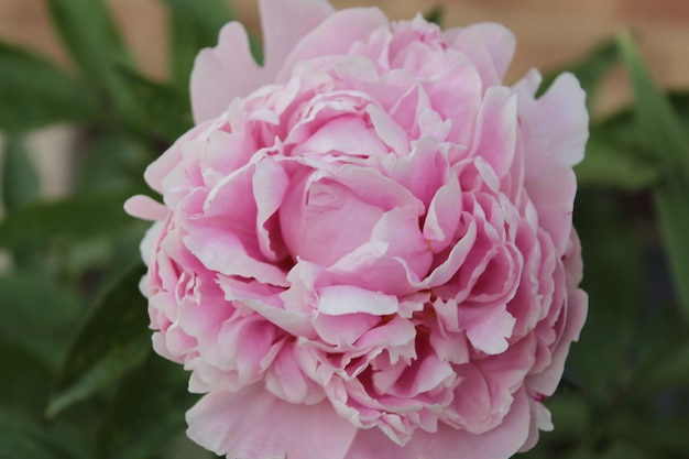 Foto close-up di un fiore rosa in fiore nel parco