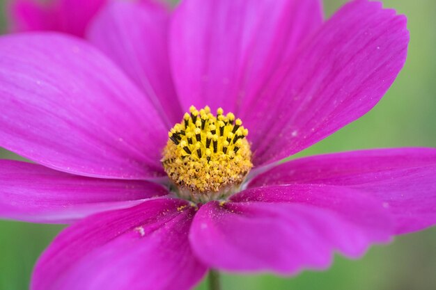 Close-up of pink flower blooming at park