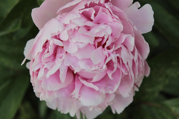 公園でいているピンクの花のクローズアップ