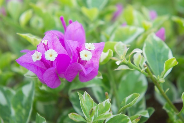 Close-up of pink flower blooming in park