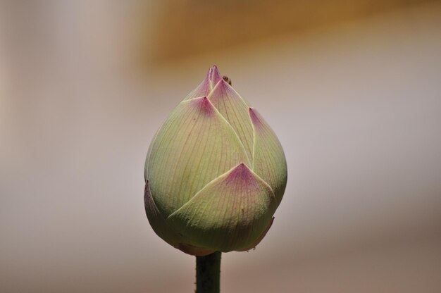 Photo close-up of pink flower bud growing outdoors