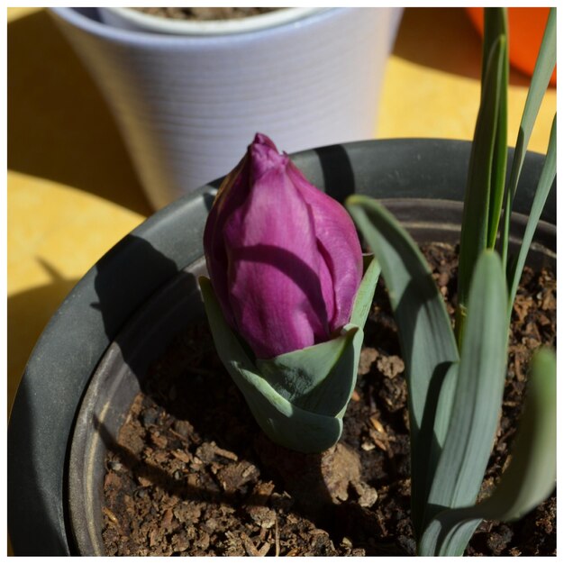 Close-up of pink flower bud in pot