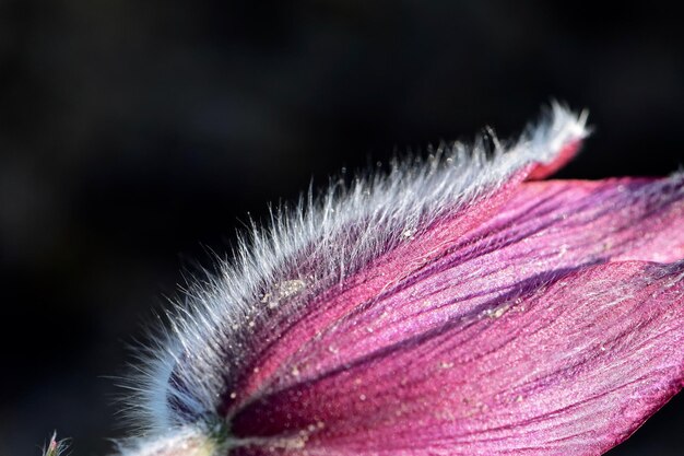 Foto prossimo piano del germoglio del fiore rosa