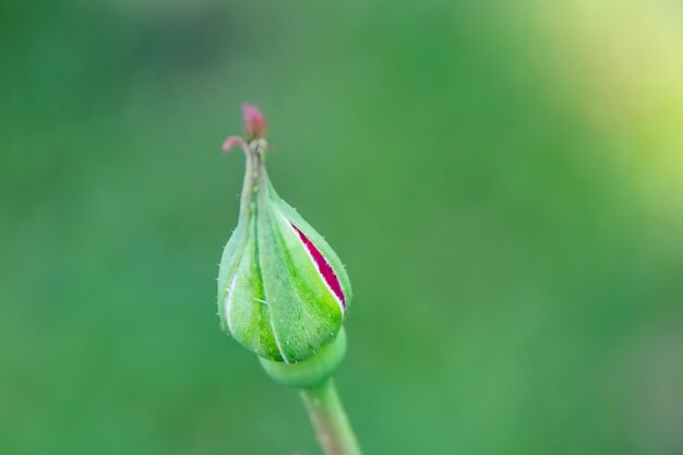 Close-up of pink flower bud