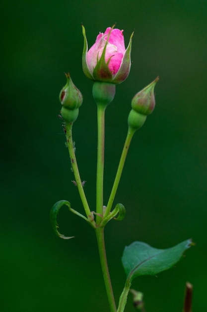 Photo close-up of pink flower bud