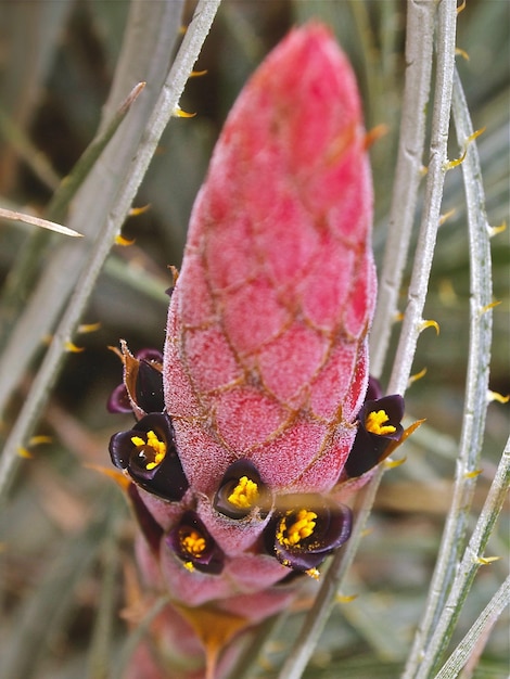 Photo close-up of pink flower buds growing outdoors