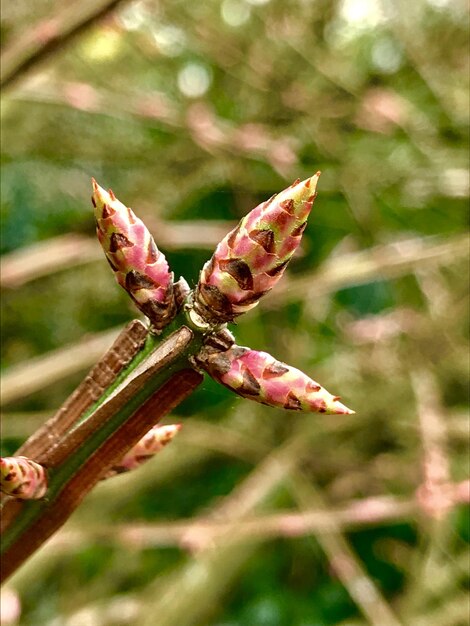 Foto prossimo piano dei boccioli di fiori rosa sulla pianta