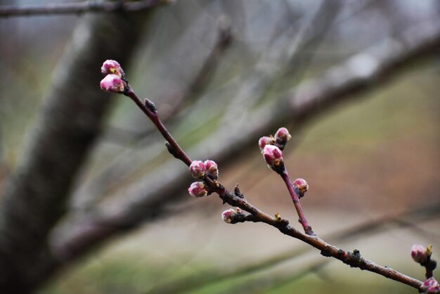 Photo close-up of pink flower buds on twig