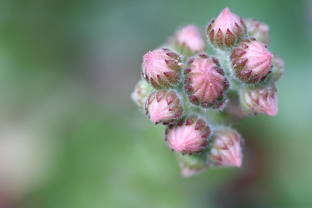 Photo close-up of pink flower buds