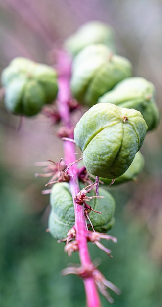 Photo close-up of pink flower buds