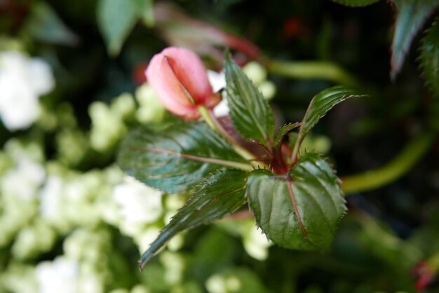 Close-up of pink flower buds