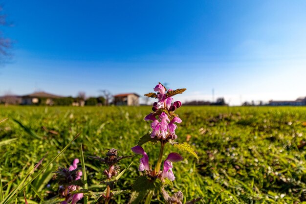 Close-up of pink flower on field against sky