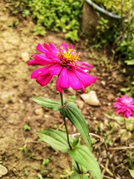 Close-up of pink flower on field