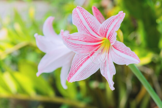 庭のピンクの花を閉じます