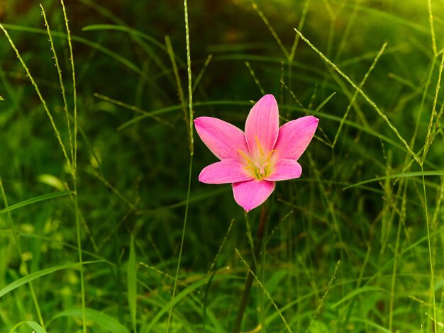 Foto close-up di un fiore rosa che cresce sul campo