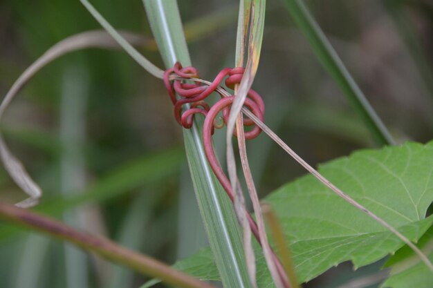 植物で成長するピンクの花のクローズアップ