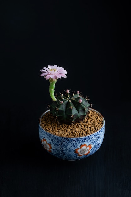 Close up pink flower of Gymnocalycium mihanovichii cactus.