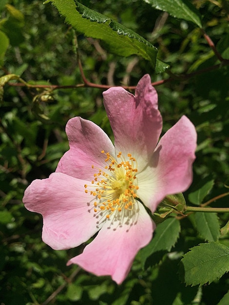 Foto prossimo piano del fiore e delle foglie rosa