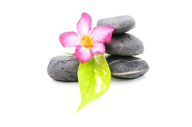 Photo close-up of pink flower on pebbles against white background