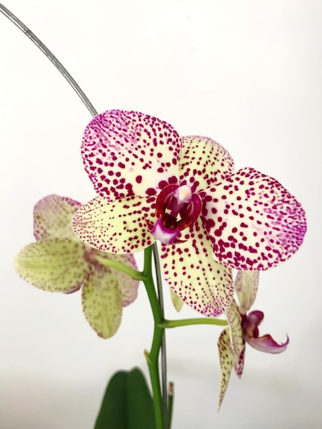 Photo close-up of pink flower on plant