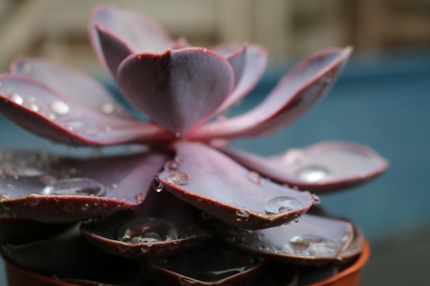 Photo close-up of pink flower on table