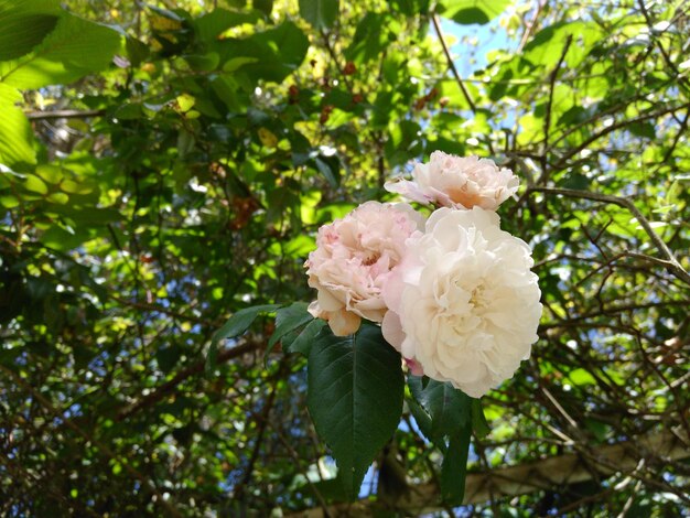 Close-up of pink flower tree