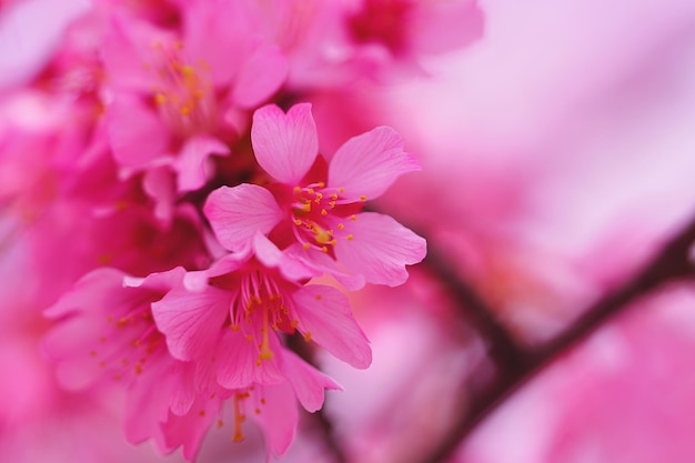 ピンクの花の木のクローズアップ