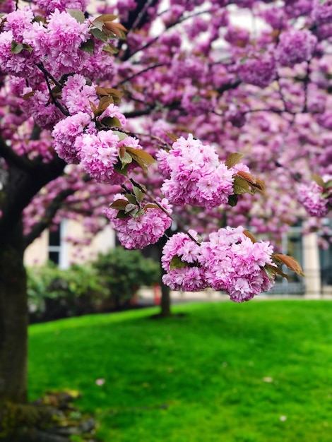 Foto close-up di un albero a fiori rosa