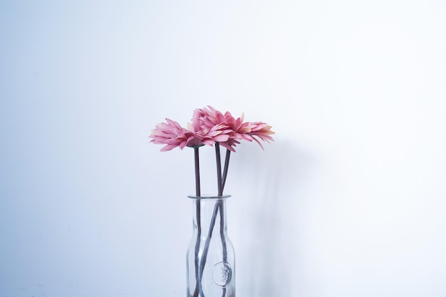 Foto close-up di un vaso di fiori rosa sullo sfondo bianco