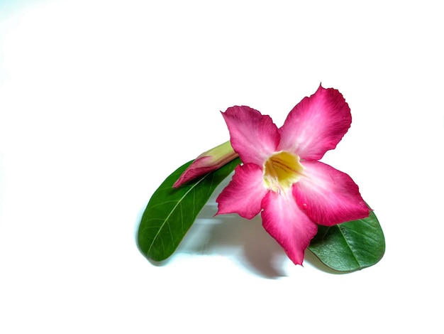 白い背景上のピンクの花のクローズアップ