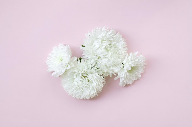 Foto close-up di un fiore rosa su sfondo bianco