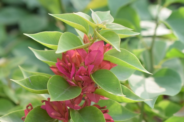 A close up of a pink flower with green leaves