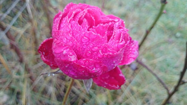 Photo close-up of pink flower with raindrops