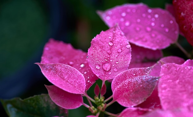 A close up of a pink flower with water droplets on it