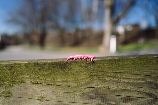 Photo close-up of pink flower on wooden post