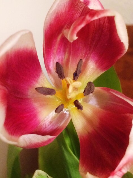 Close-up of pink flower