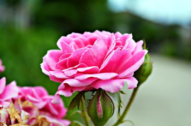 Close-up of pink flower