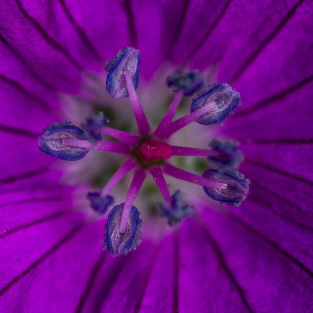 Close-up of pink flower