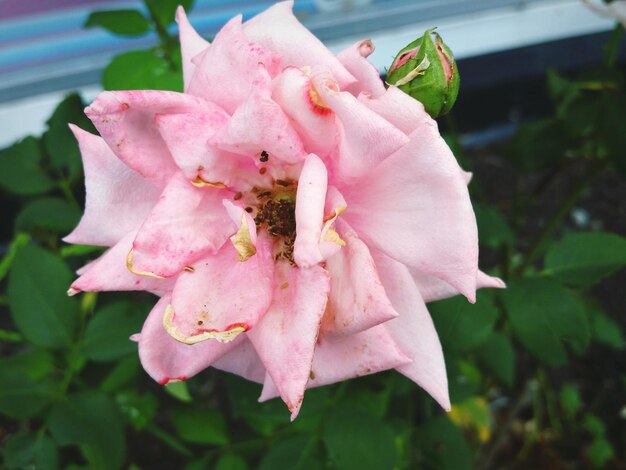 Photo close-up of pink flower